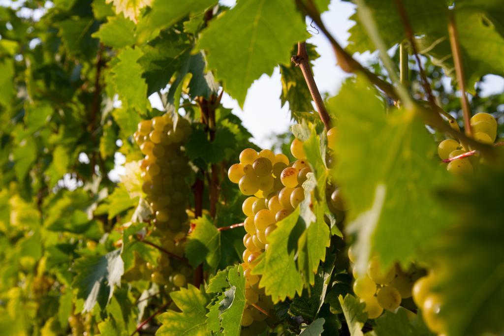 Weingut Schwarzl Bed & Breakfast ราทช์ อัน ดาร์ ไวน์ชตรัดเซอ ภายนอก รูปภาพ