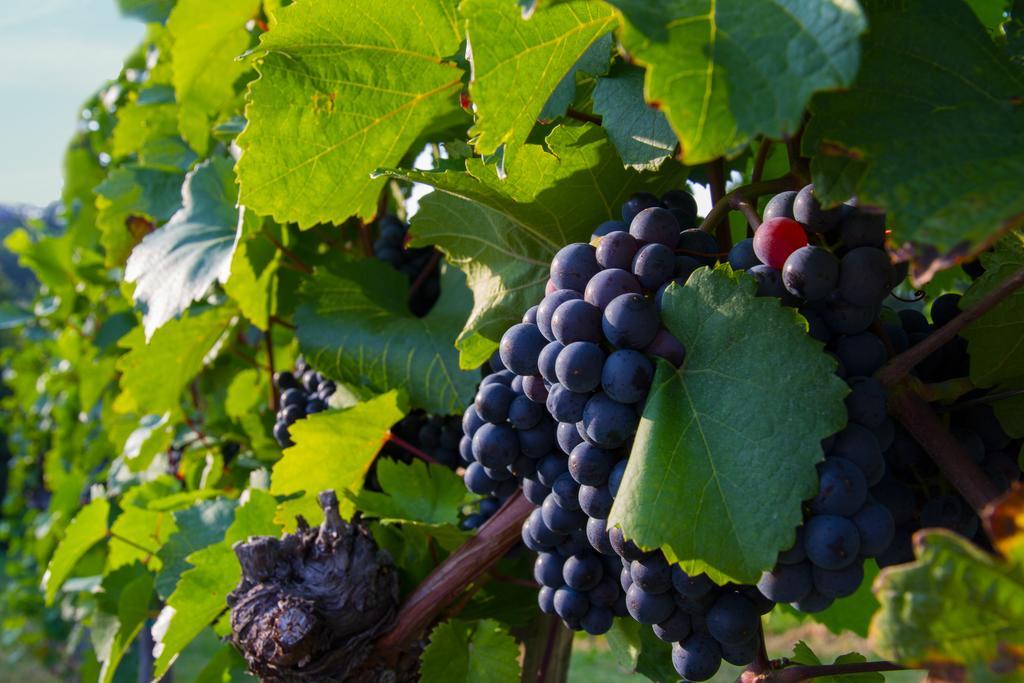 Weingut Schwarzl Bed & Breakfast ราทช์ อัน ดาร์ ไวน์ชตรัดเซอ ภายนอก รูปภาพ