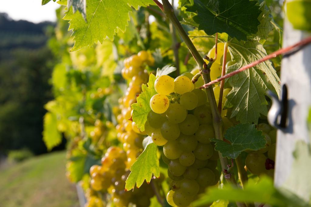 Weingut Schwarzl Bed & Breakfast ราทช์ อัน ดาร์ ไวน์ชตรัดเซอ ภายนอก รูปภาพ